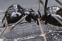 Lasius fuliginosus