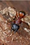 Camponotus ligniperda