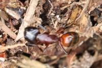 Camponotus ligniperda