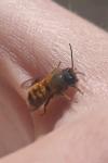 Osmia bicornis