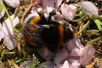Bombus terrestris/lucorum