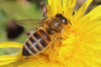 Apis mellifera