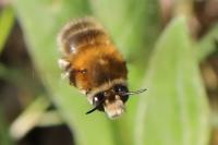 Anthophora plumipes