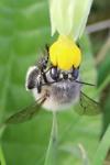 Anthophora plumipes