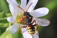 Nomada