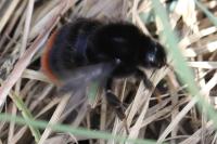 Bombus lapidarius