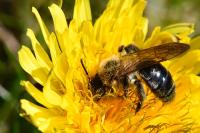 Andrena nitida