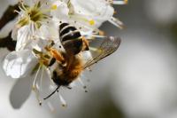 Andrena gravida