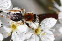 Andrena haemorrhoa