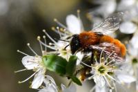 Andrena fulva