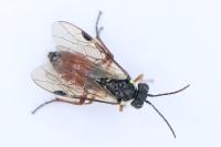 Aglaostigma aucupariae