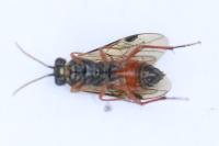 Aglaostigma aucupariae