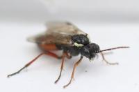 Aglaostigma aucupariae