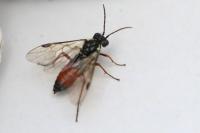 Aglaostigma aucupariae