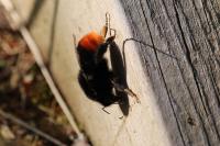 Bombus lapidarius