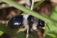Andrena cineraria
