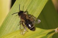 Andrena