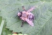 Anthophora plumipes