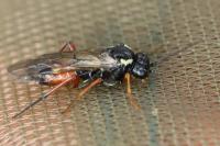 Aglaostigma aucupariae