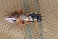 Aglaostigma aucupariae