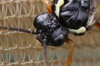 Aglaostigma aucupariae