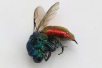 Chrysis ignita