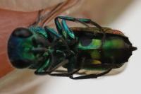 Chrysis ignita