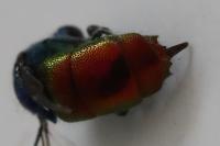 Chrysis ignita