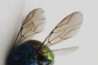 Chrysis ignita