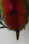 Chrysis ignita