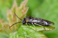 Mesoneura opaca