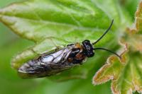 Mesoneura opaca