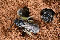 Lasioglossum marginatum