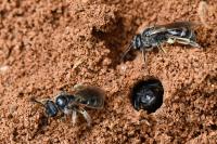 Lasioglossum marginatum