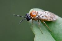 Periclista albida