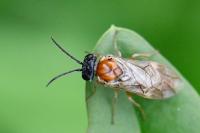 Periclista albida