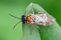 Periclista albida
