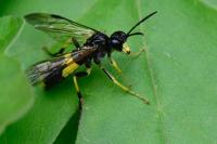 Tenthredo temula