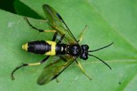 Tenthredo temula
