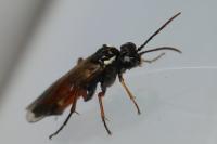 Aglaostigma aucupariae