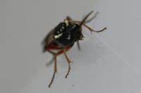 Aglaostigma aucupariae