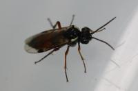 Aglaostigma aucupariae