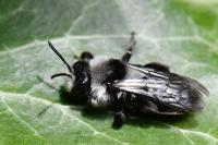 Andrena cineraria
