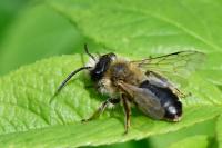 Andrena gravida