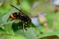 Vespa velutina