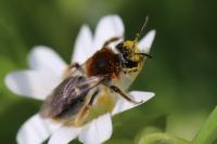 Andrena haemorrhoa