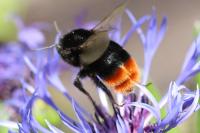 Bombus lapidarius