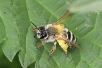 Andrena gravida
