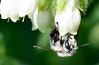 Anthophora plumipes