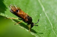 Arge melanochra
